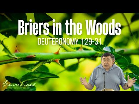 Briers in the Woods - Deuteronomy 1:29-31