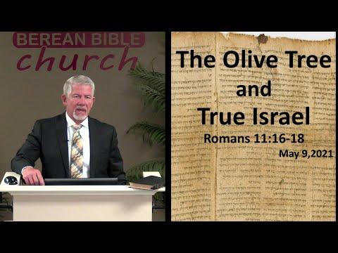 The Olive Tree & True Israel (Romans 11:16-18)