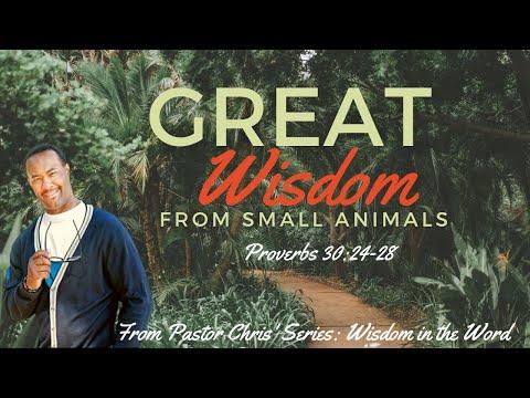 "Great Wisdom from Small Animals!" -Proverbs 30:24-28  (Wisdom in the Word Series)