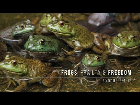Frogs, Frailty, and Freedom // Exodus 8:1-15