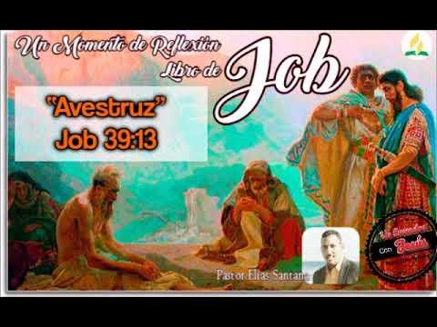 Avestruz. Job 39:13