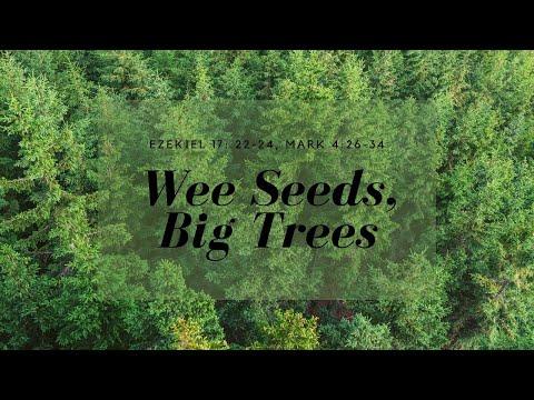 Ezekiel 17: 22-24, Mark 4: 26-34, Wee Seeds, Big Trees 25th September 2022