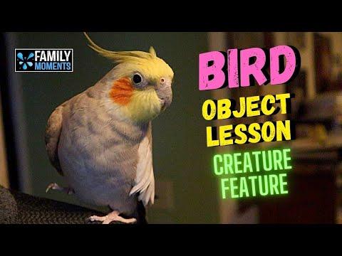 OBJECT LESSON with BIRDS - AS FREE AS A BIRD (John 8:31-32)