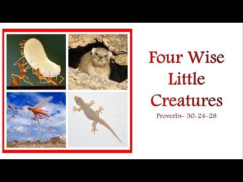 4 Wise little creatures - Proverbs 30: 24-28