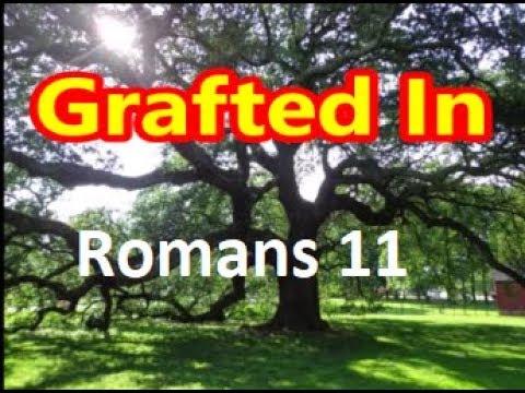Called To Mutual Acceptance |Sunday School Lesson| May 19, 2019 | Romans 11: 11-24 | ISSL