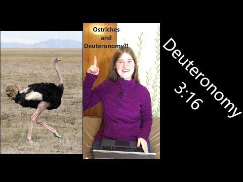Daily Nature Devotion for Kids (Ostriches and Deuteronomy 3:16 ESV) (64 of 100)