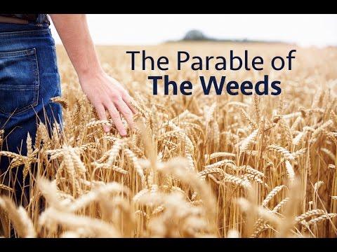 PARABLE of the WHEAT & the TARES - Matt 13:24-30