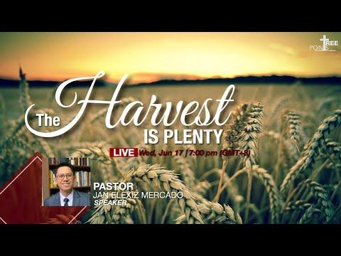 The Harvest is Plenty - Matthew 9:37 - 38