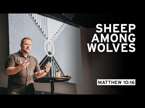 Sheep Among Wolves (Matthew 10:16)