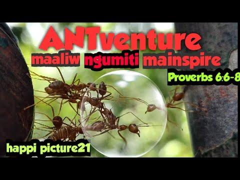 ANTventure inspirational original  short film of kjbgayanilo(proverbs 6:6-8)HAPPI PICTURE21