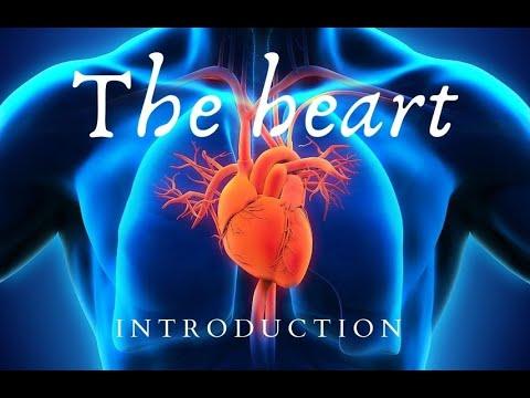 The Heart - Introduction / Proverbs 4:23