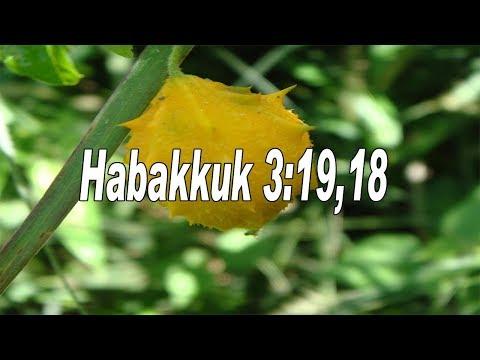 Scripture song Habakkuk 3:19 The LORD God is my strength
