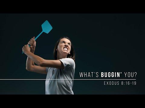 What's Buggin You? // Exodus 8: 16-19