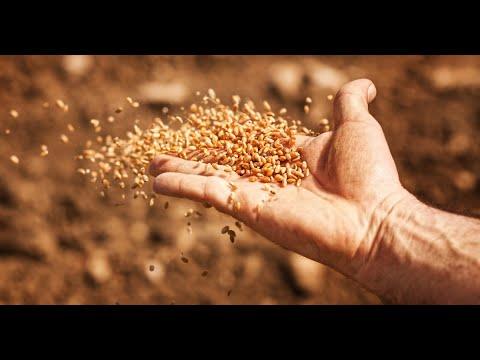 Parable of the Sower - Luke 8:4-15