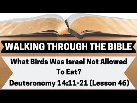 What Birds Was Israel Not Allowed To Eat? [Deuteronomy 14:11-21][Lesson 46][WTTB]