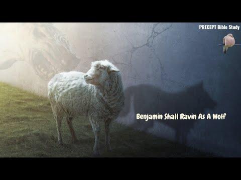 Benjamin Shall Ravin As A Wolf (Genesis 49:27)