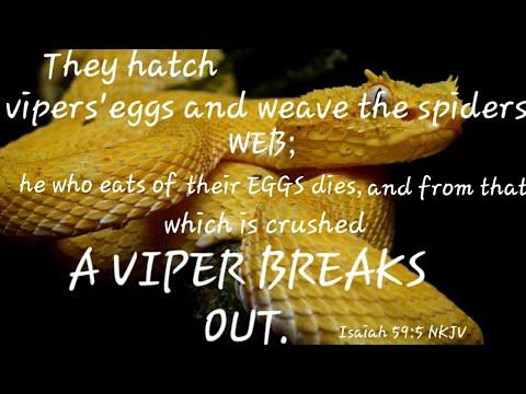 They hatch VIPERS' EGGS... Isaiah 59:5
