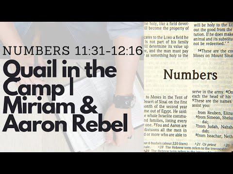 NUMBERS 11:31-12:16 QUAIL IN THE CAMP | MIRIAM & AARON REBEL (S14 E12)