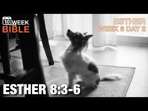 Esther Pleads for the Jews | Esther 8:3-6 | Week 8 Day 2 Study of Esther