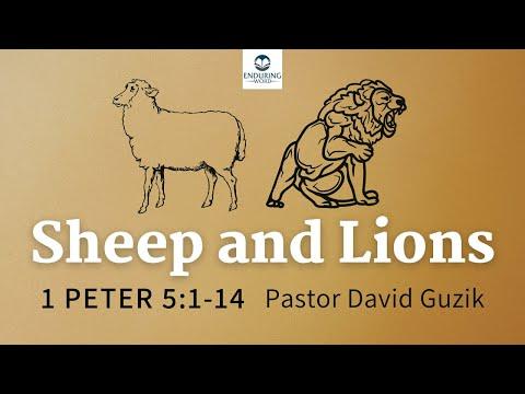 Sheep and Lions - 1 Peter 5:1-14