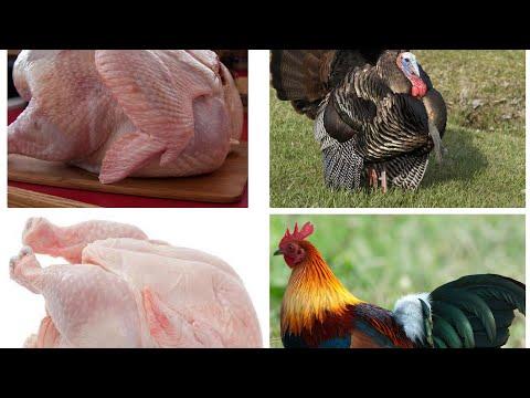CHICKEN & TURKEY ARE UNCLEAN FOWLS, LEVITICUS 11:20 BE BLESSED