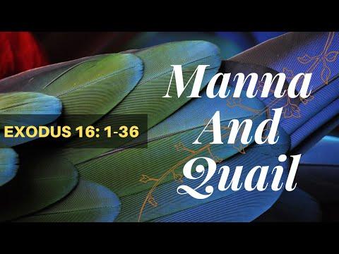 EXODUS 16:1-36 Manna And Quail NIV Female Narration
