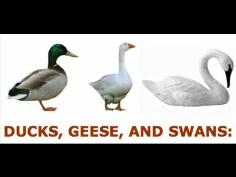 LEVITICUS 11:18 "ARE DUCKS, SWANS & GEESE CLEAN OR UNCLEAN ACCORDING TO DIETARY LAW??" (EDIFICATION)