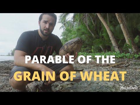 Parable of the Grain of Wheat Explained! - John 12:24 - 2BeLikeChrist