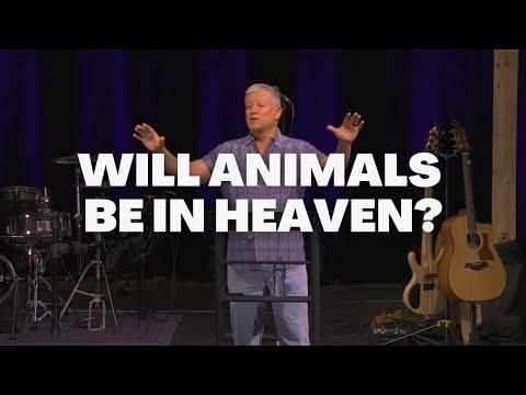 Will Animals Be in Heaven? - Ecclesiastes 3:21