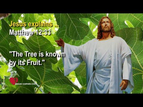 The Tree is known by its Fruit ❤️ Jesus Christ explains Matthew 12:33